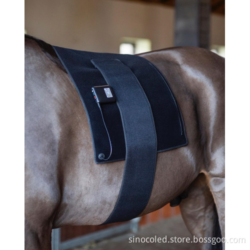 Red Light Therapy Veterinary Instruments for Equine and Canine Care
